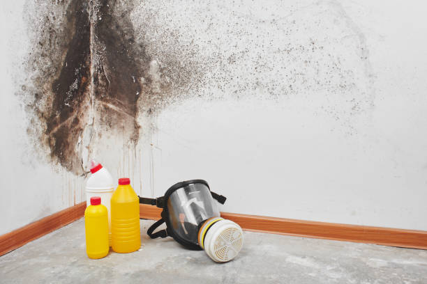Best Black Mold Removal  in Martins Ferry, OH