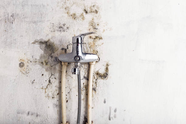 Trusted Martins Ferry, OH Mold Removal Experts