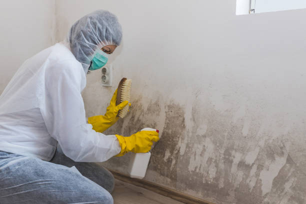 Best Crawl Space Mold Removal  in Martins Ferry, OH