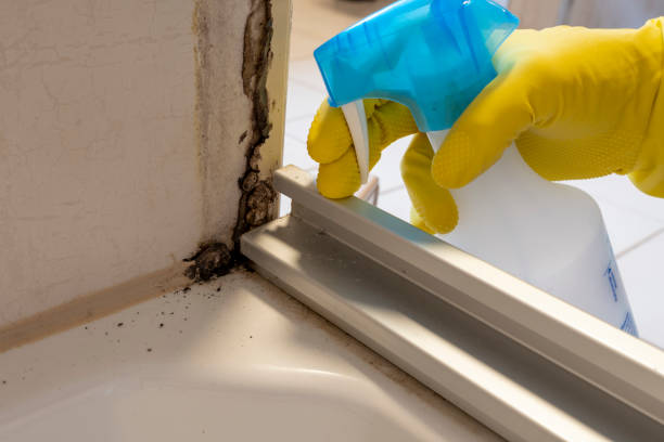 Best Attic Mold Removal  in Martins Ferry, OH