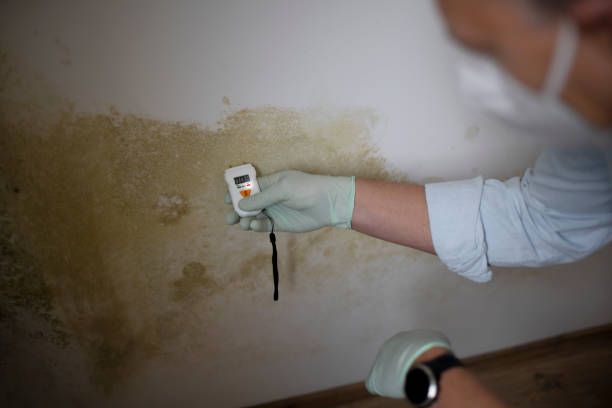 Best Mold Damage Repair  in Martins Ferry, OH