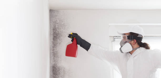 Best Commercial Mold Removal  in Martins Ferry, OH